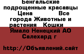 Бенгальские подрощенные красавцы. › Цена ­ 20 000 - Все города Животные и растения » Кошки   . Ямало-Ненецкий АО,Салехард г.